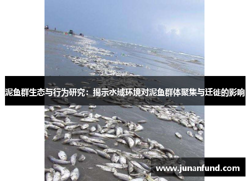泥鱼群生态与行为研究：揭示水域环境对泥鱼群体聚集与迁徙的影响